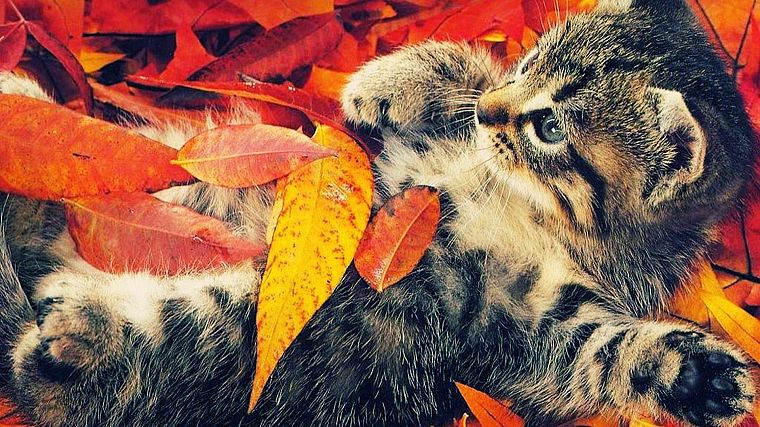 autumn, cats, animals, leaves, camouflage, fallen leaves - desktop wallpaper