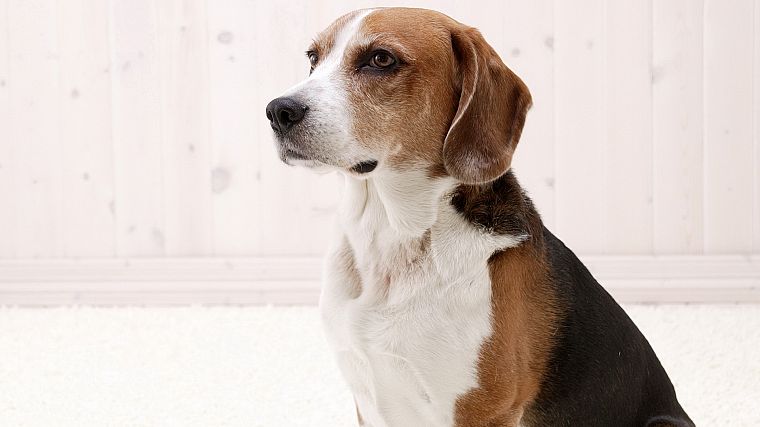 animals, dogs, canine, beagle - desktop wallpaper