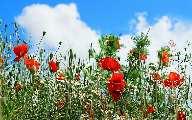 red, flowers, poppy, blue skies - desktop wallpaper