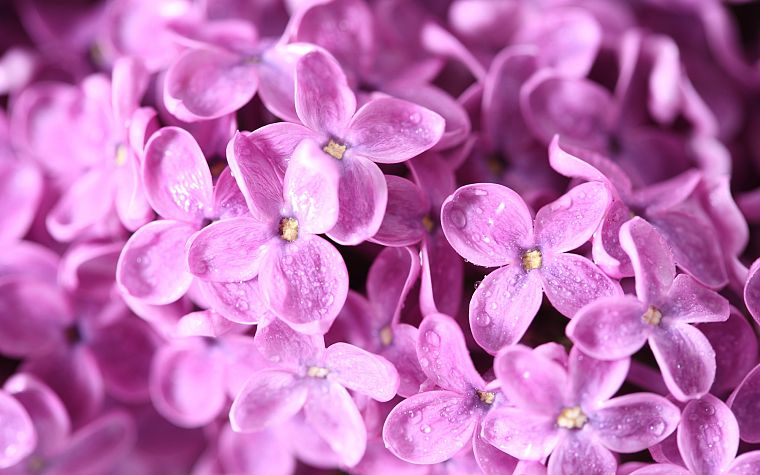 flowers, macro, lilac, pink flowers - desktop wallpaper
