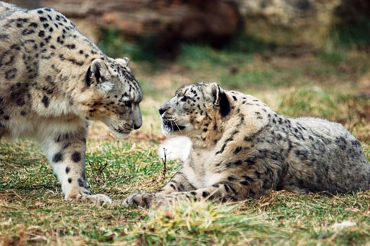 snow leopards - desktop wallpaper