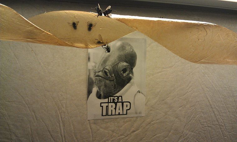 fly, trap - desktop wallpaper