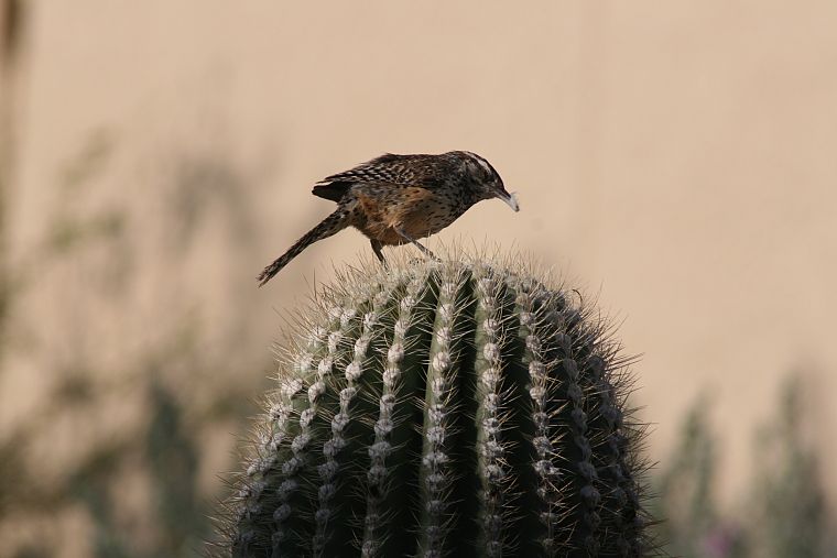 birds, cactus - desktop wallpaper