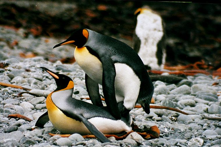 penguins - desktop wallpaper