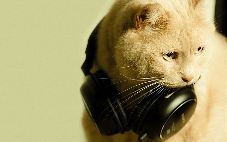 headphones, cats, animals - desktop wallpaper