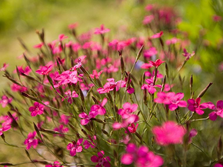 nature, flowers, outdoors, pink flowers - desktop wallpaper