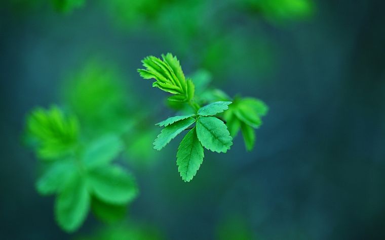 nature, leaves, spring, plants, macro - desktop wallpaper