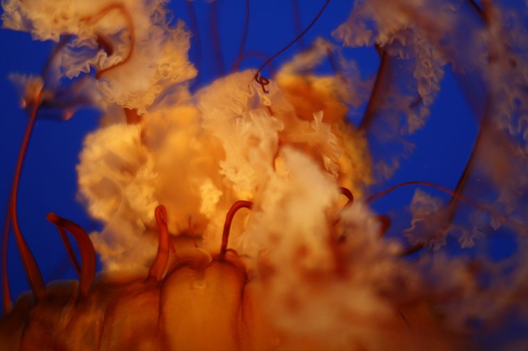 jellyfish, depth of field - desktop wallpaper