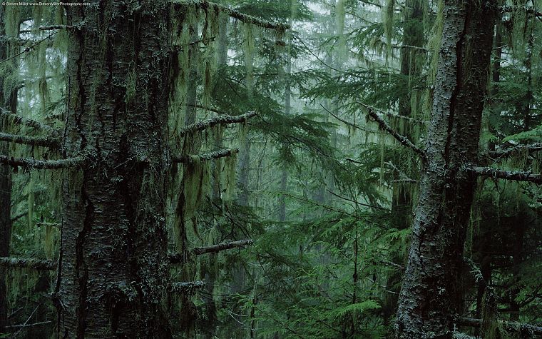 trees, forests, moss - desktop wallpaper