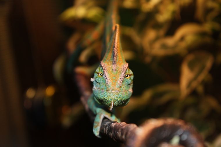 chameleons - desktop wallpaper