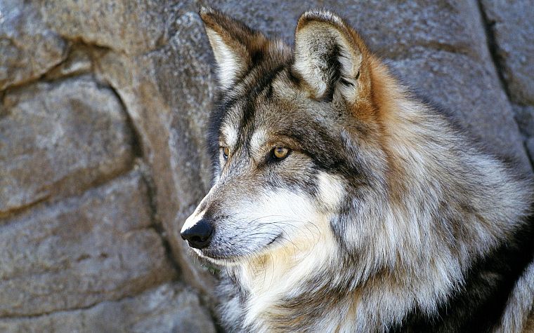 wolves - desktop wallpaper