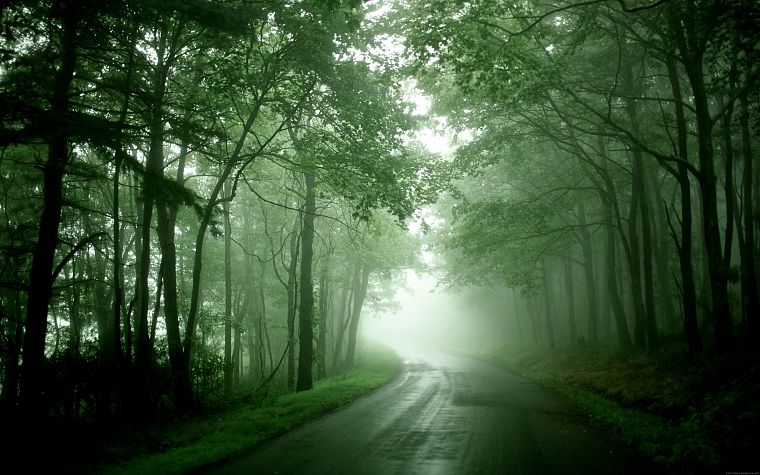 nature, forests, mist, roads - desktop wallpaper