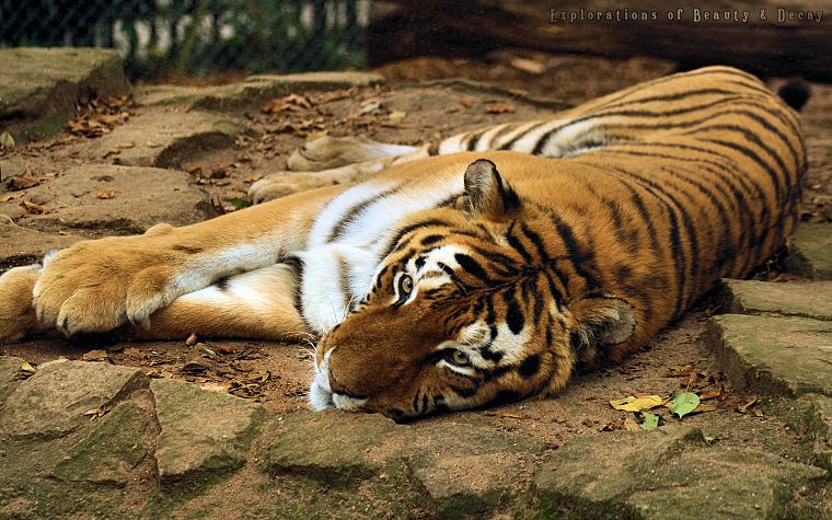 animals, tigers, feline, mammals - desktop wallpaper