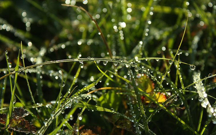 water, nature, grass, water drops, depth of field, dew - desktop wallpaper
