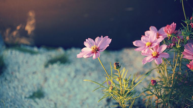 nature, flowers, pink, plants - desktop wallpaper