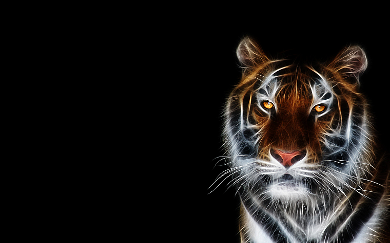 tigers, Fractalius, black background - desktop wallpaper