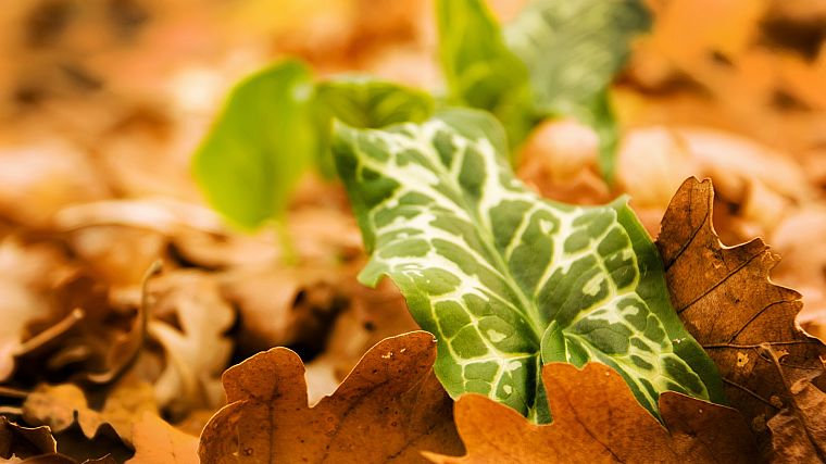 nature, leaves, macro, depth of field, fallen leaves - desktop wallpaper