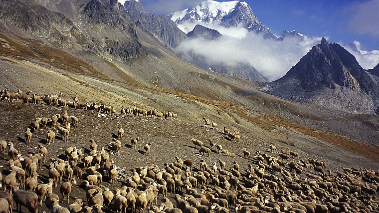 flock, France, sheep, Italy, Mount - desktop wallpaper