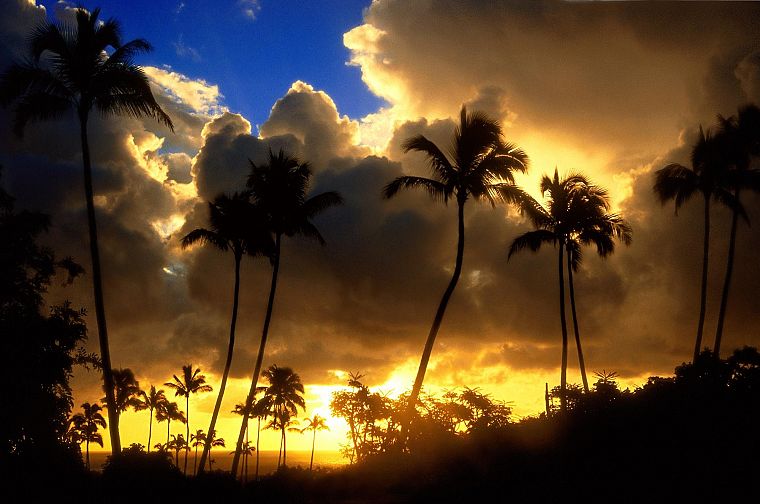 sunrise, clouds, landscapes, nature, palm trees - desktop wallpaper