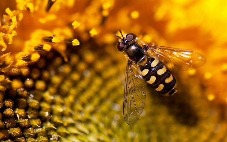 flowers, animals, insects, macro, bees, sunflowers - desktop wallpaper