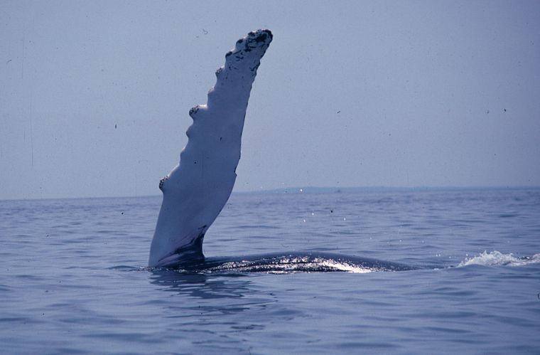whales, sea - desktop wallpaper