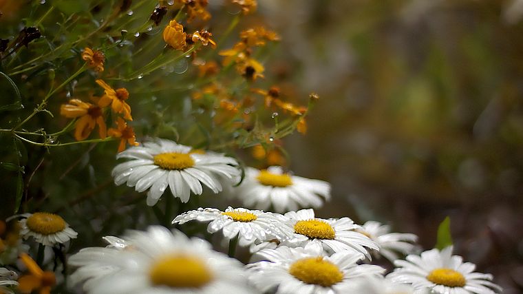 nature, daisy, chamomile - desktop wallpaper