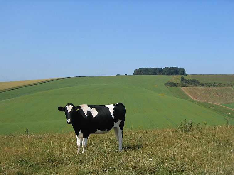 cows - desktop wallpaper
