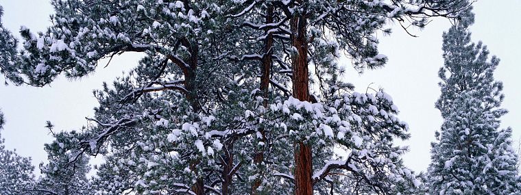 nature, winter, snow, trees - desktop wallpaper