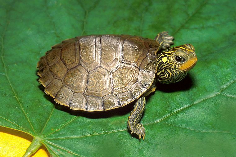 turtles - desktop wallpaper