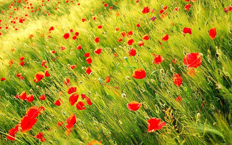nature, flowers, poppy - desktop wallpaper