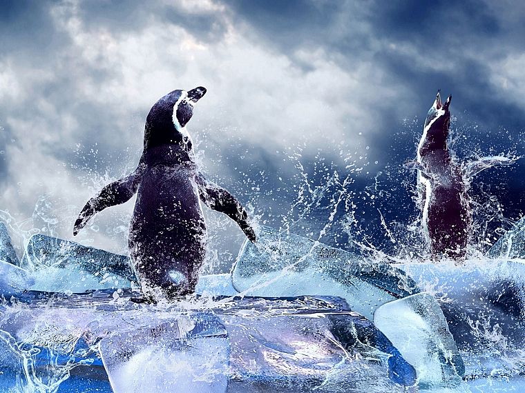 ice, animals, penguins - desktop wallpaper