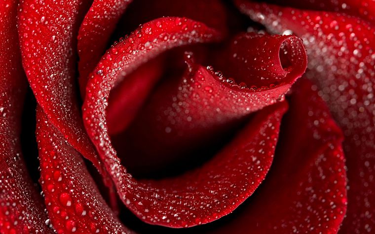 close-up, red, flowers, macro, roses - desktop wallpaper