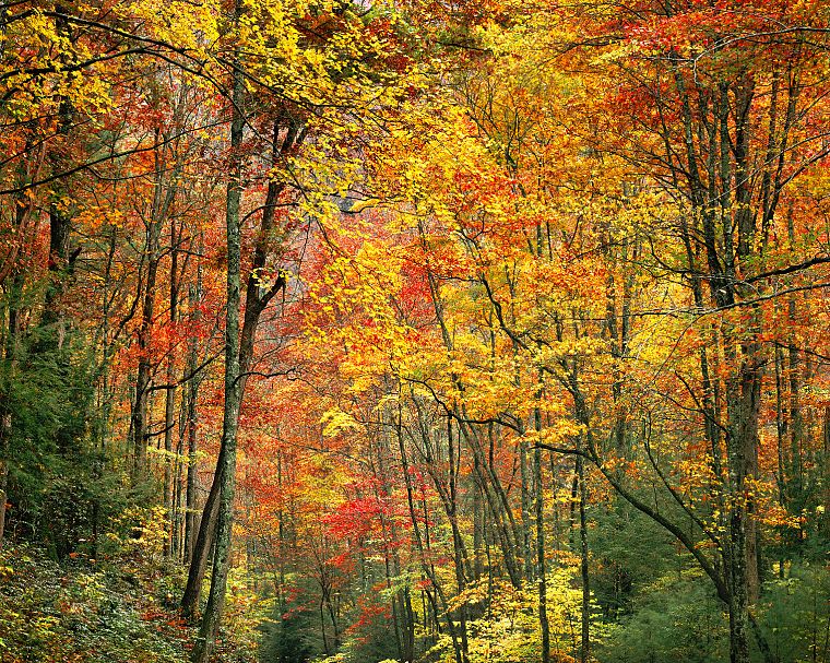 nature, trees, autumn, forests, woods, plants - desktop wallpaper