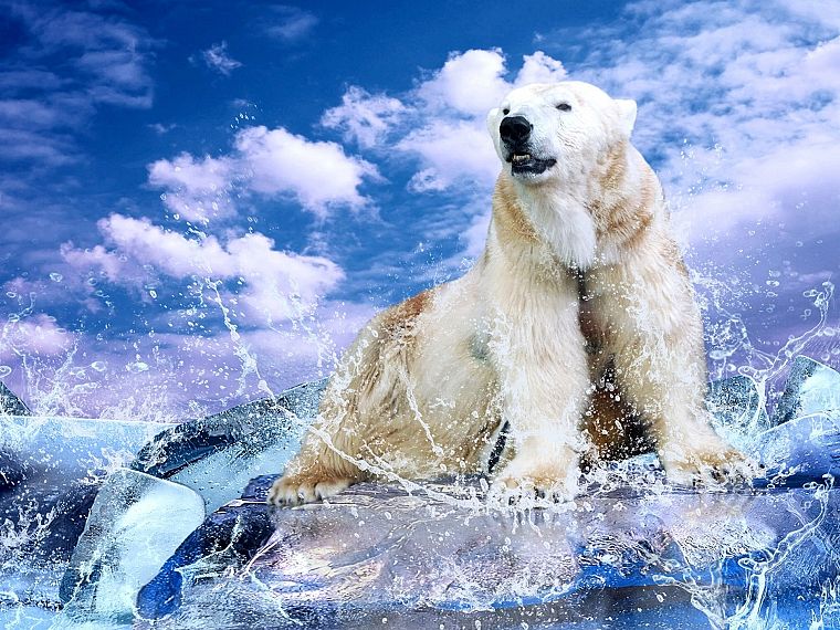 water, clouds, animals, polar bears - desktop wallpaper