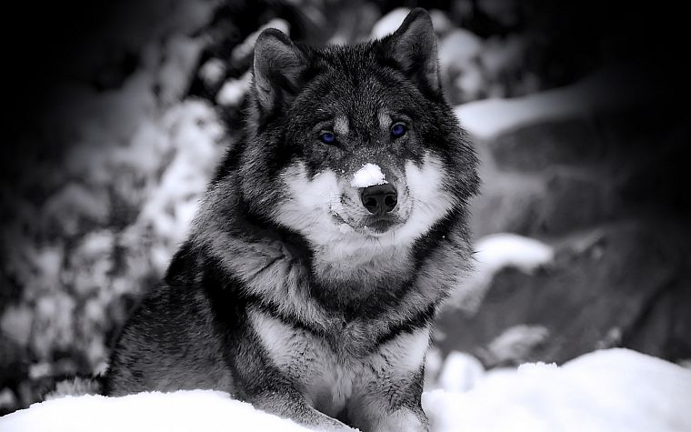 close-up, nature, snow, animals, husky, grayscale, selective coloring, Siberian husky, wolves - desktop wallpaper