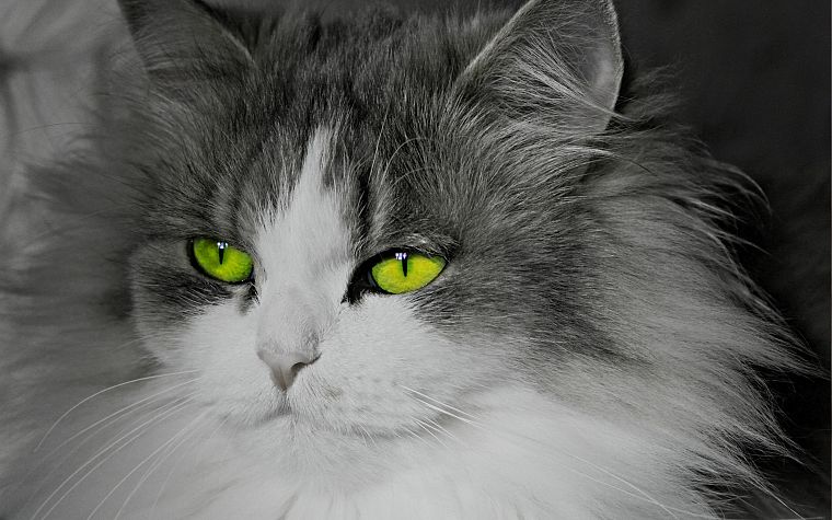 cats, animals, green eyes, selective coloring - desktop wallpaper