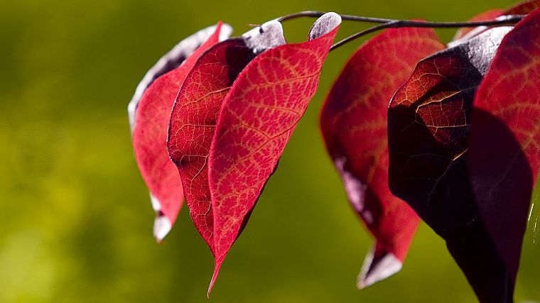 leaves, plants - desktop wallpaper