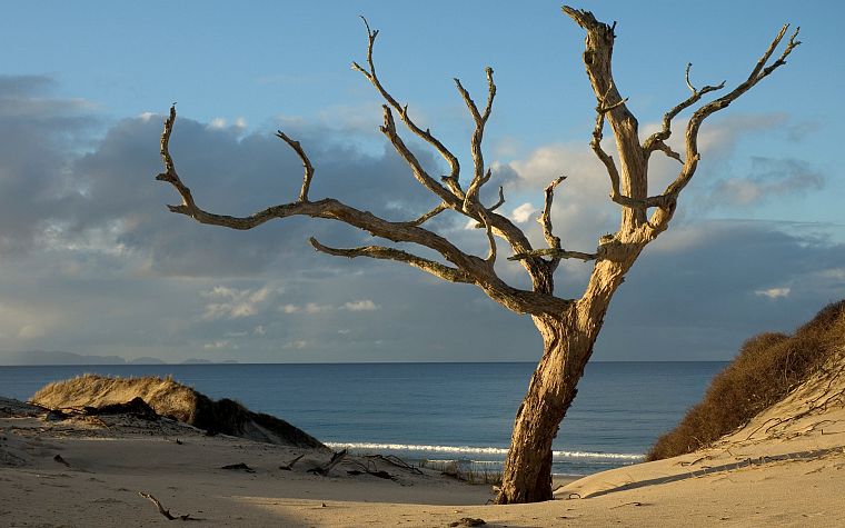 trees, oceans, sea, beaches - desktop wallpaper