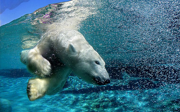 water, landscapes, animals, swimming, underwater, polar bears - desktop wallpaper