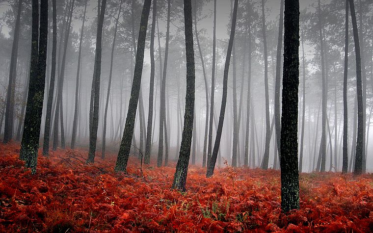 nature, trees, forests, fog - desktop wallpaper