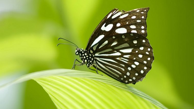 insects, butterflies - desktop wallpaper