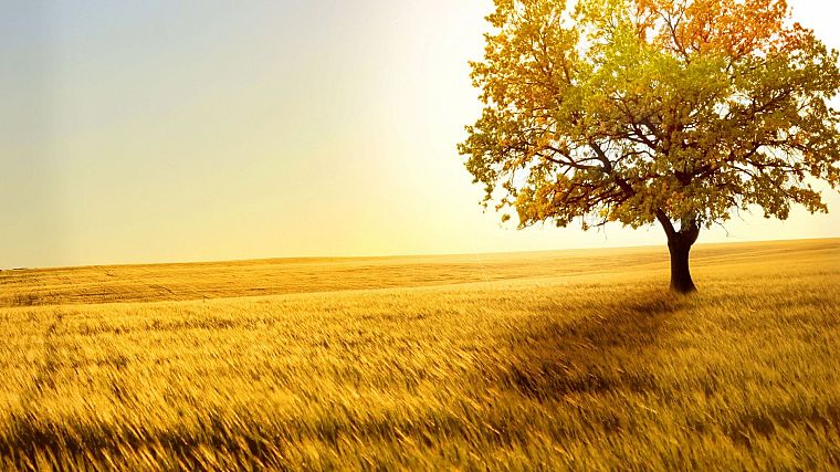 nature, trees, wheat - desktop wallpaper