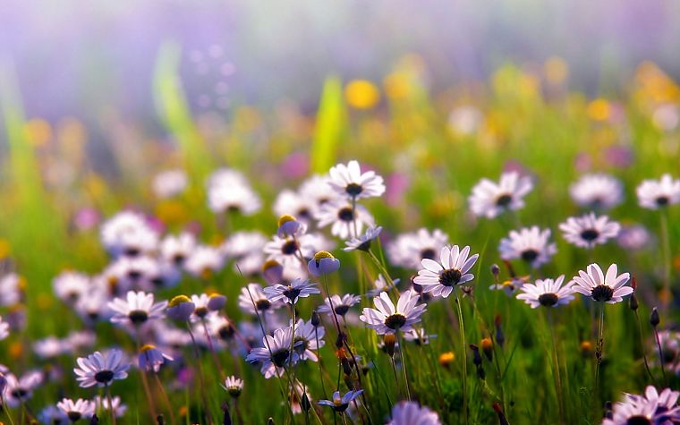 nature, flowers, depth of field, wildflowers - desktop wallpaper