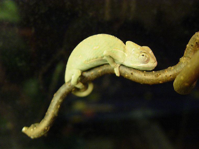 chameleons, reptiles - desktop wallpaper