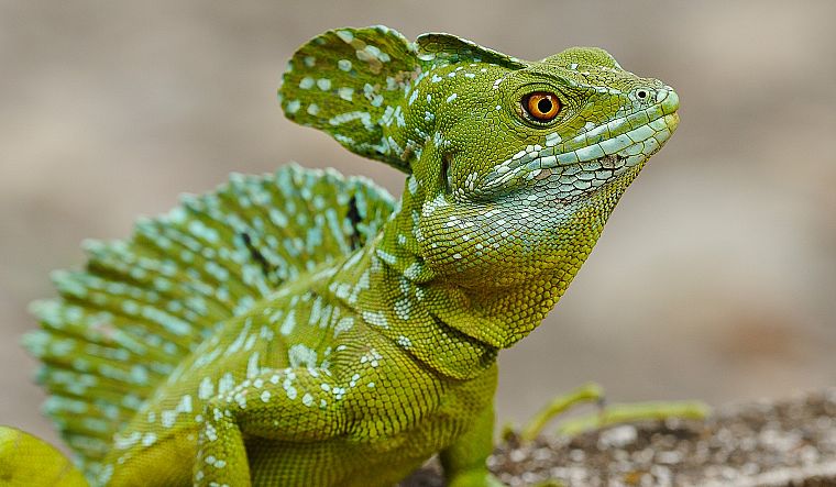 animals, reptiles - desktop wallpaper