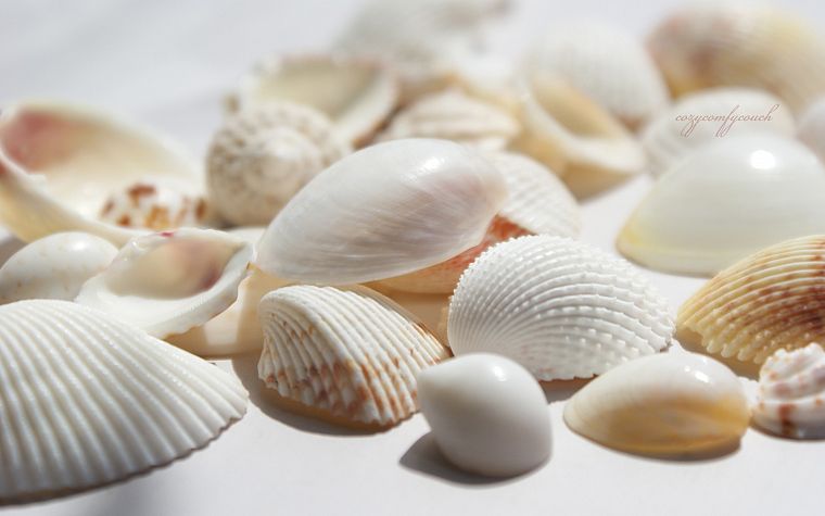 shells - desktop wallpaper