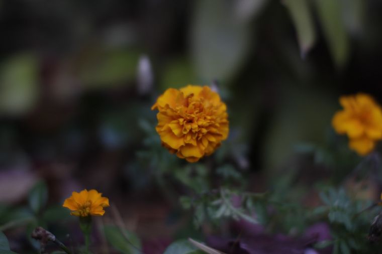 flowers, blur, yellow flowers - desktop wallpaper