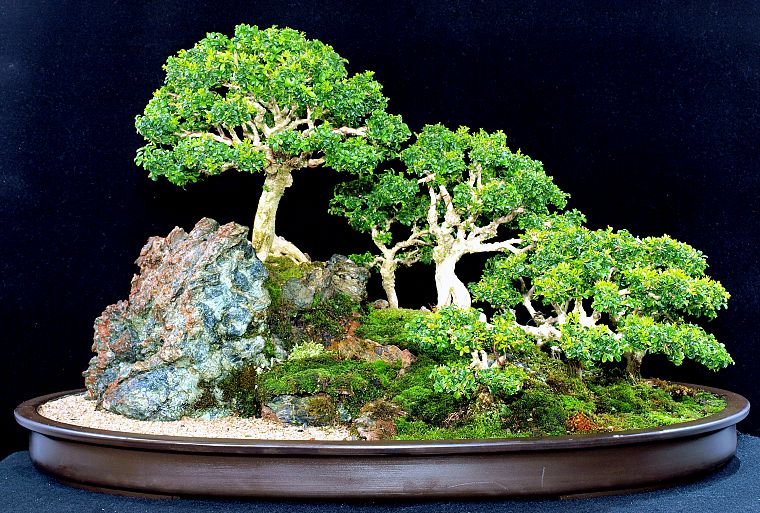 trees, bonsai - desktop wallpaper