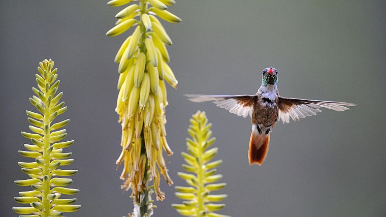 Peru, hummingbirds, feeding - desktop wallpaper