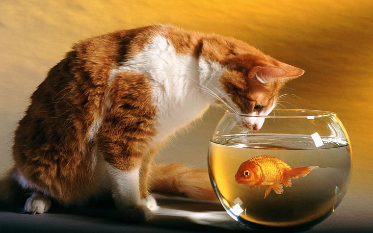 cats, funny, goldfish, fish bowls - desktop wallpaper